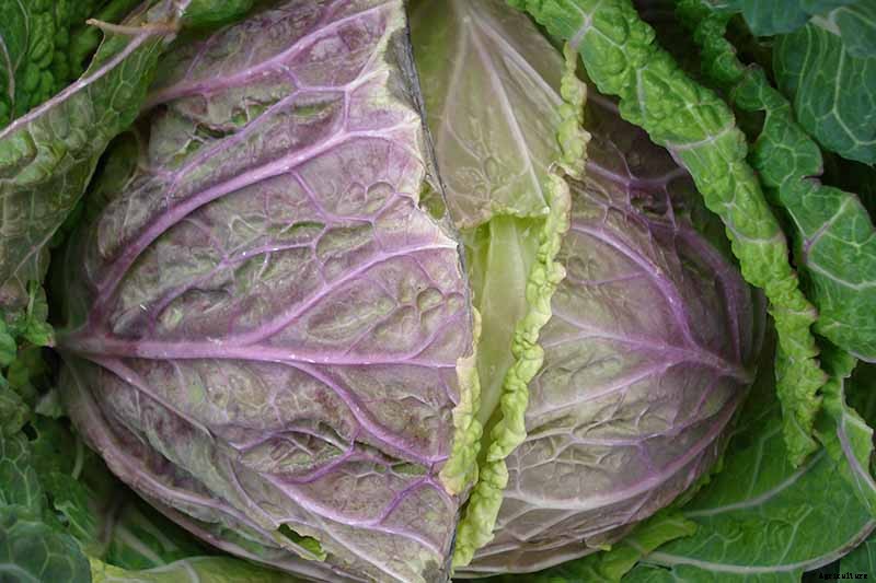 Try These Fixes if Cabbage Heads Split