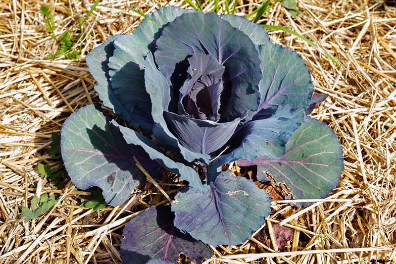 Try These Fixes if Cabbage Heads Split