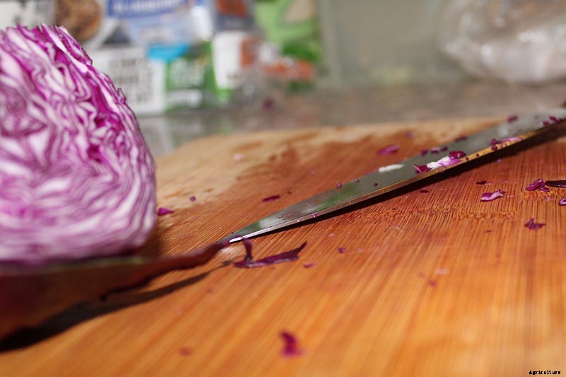 Try These Fixes if Cabbage Heads Split