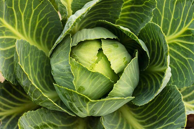Try These Fixes if Cabbage Heads Split
