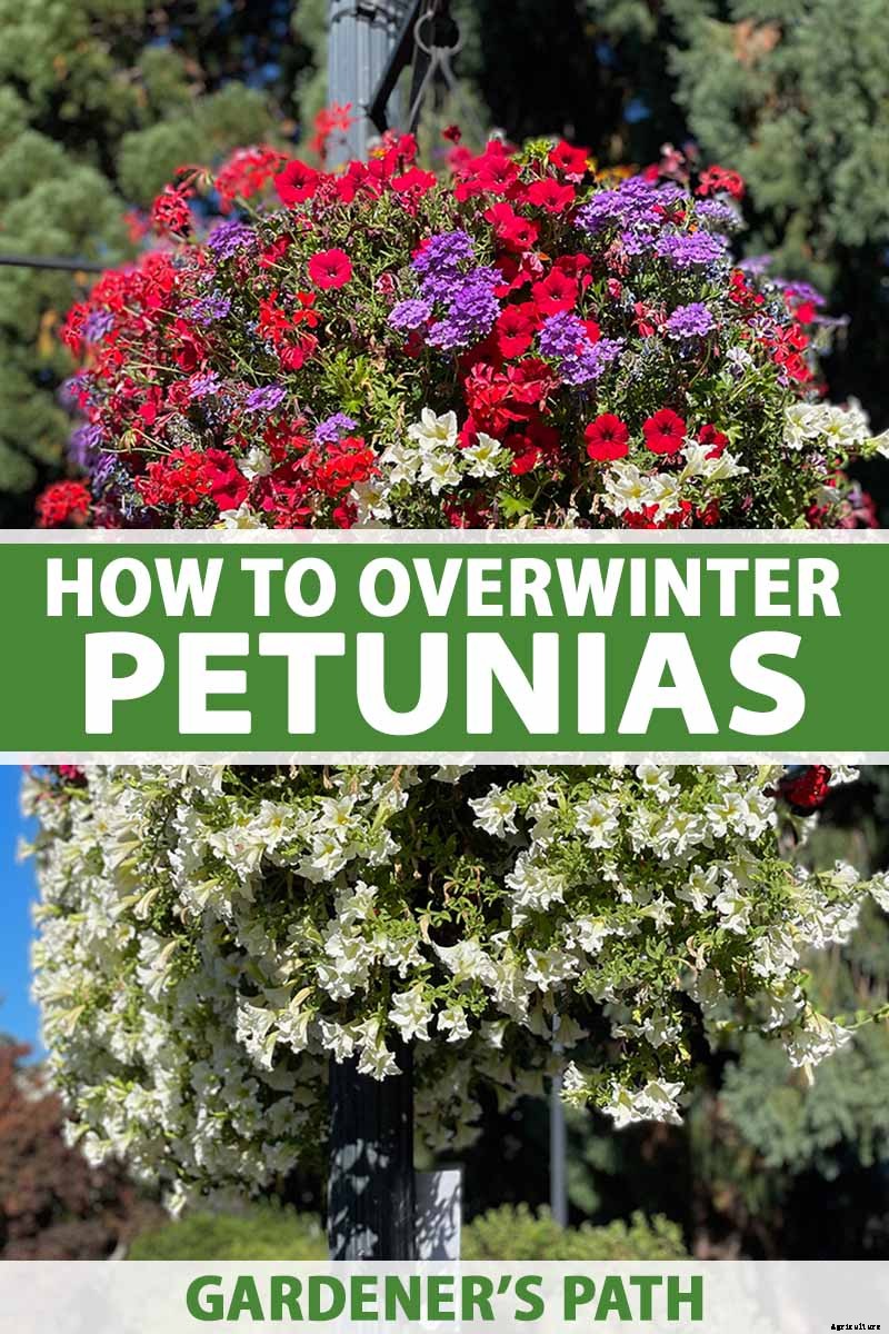Your Complete Guide to Overwintering Petunias