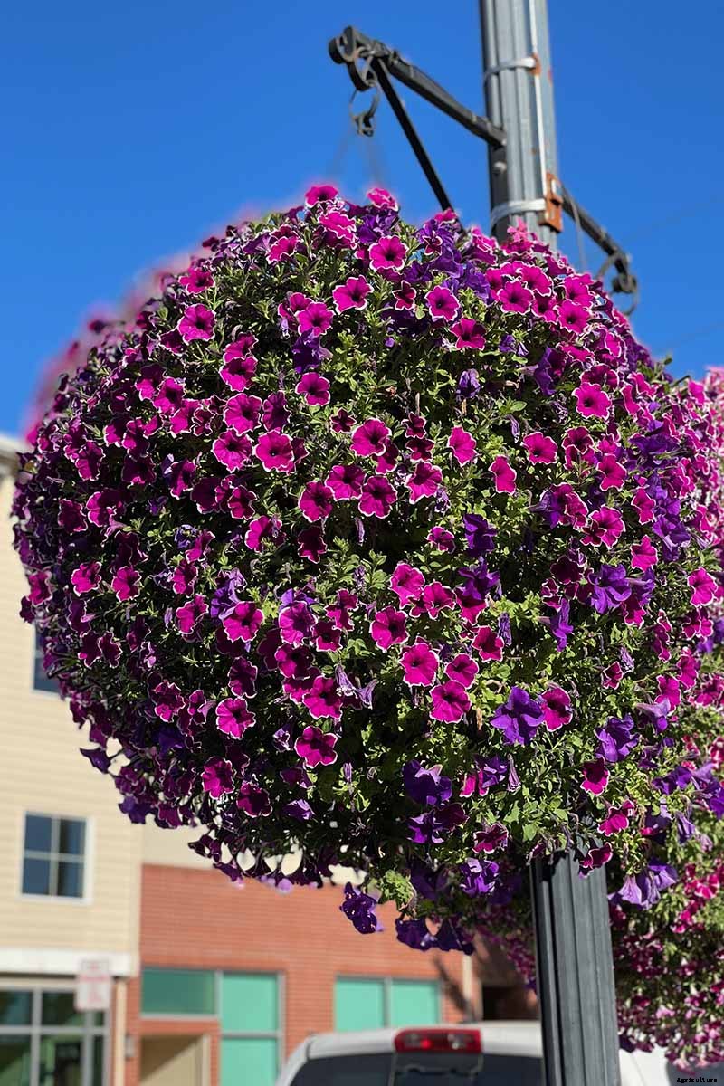 Your Complete Guide to Overwintering Petunias