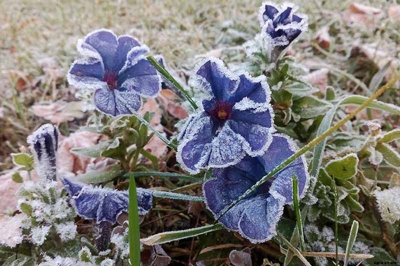 Your Complete Guide to Overwintering Petunias