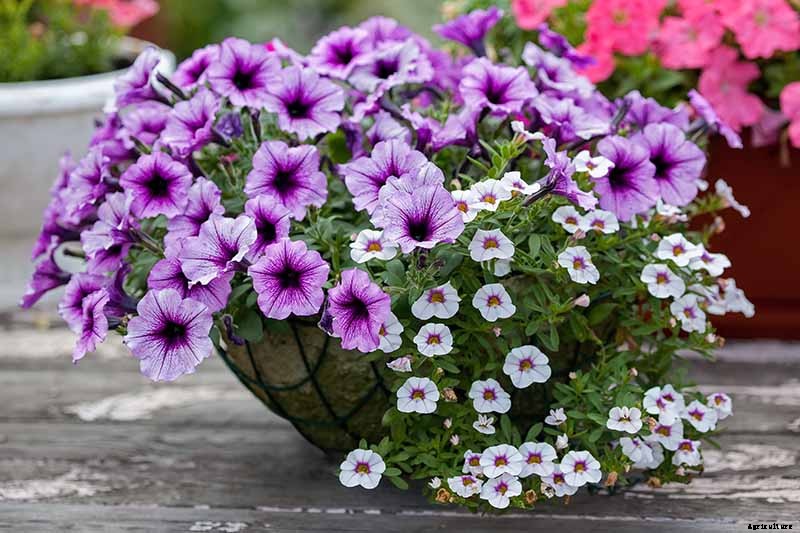 Your Complete Guide to Overwintering Petunias