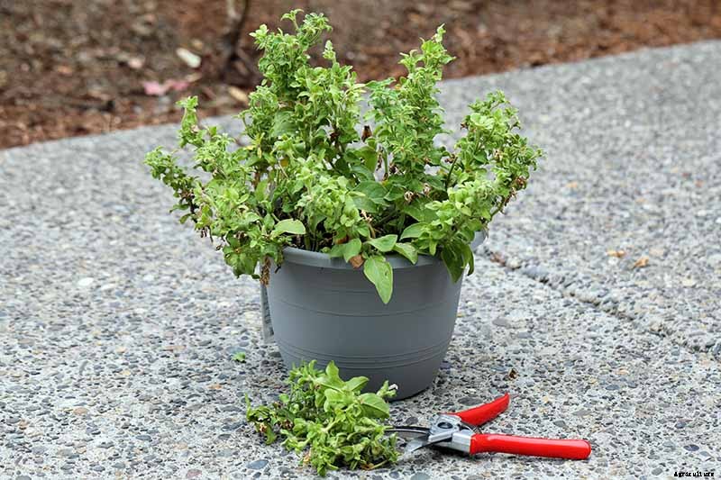 Your Complete Guide to Overwintering Petunias