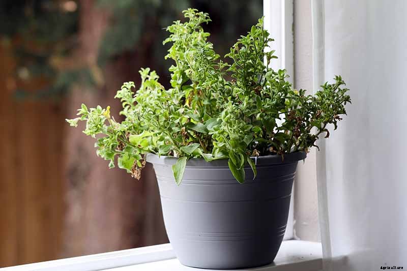 Your Complete Guide to Overwintering Petunias