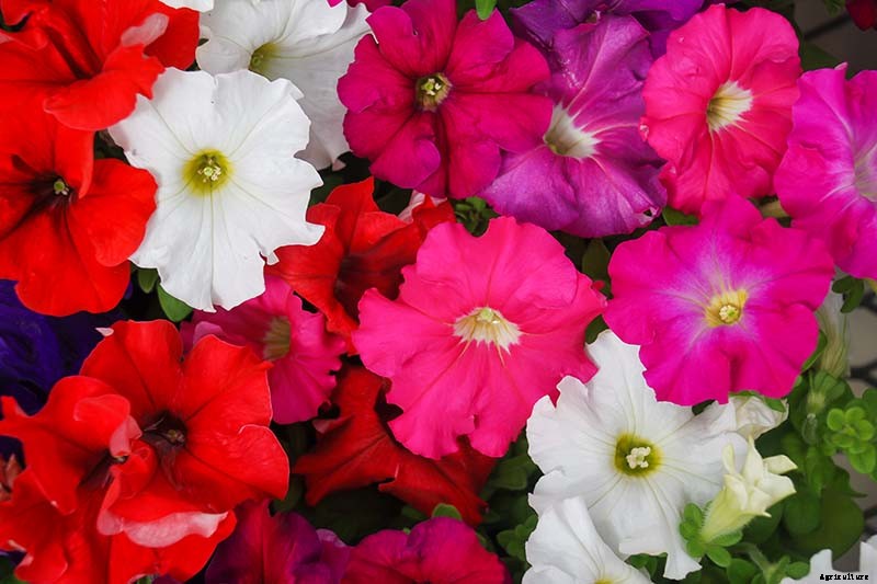 Your Complete Guide to Overwintering Petunias