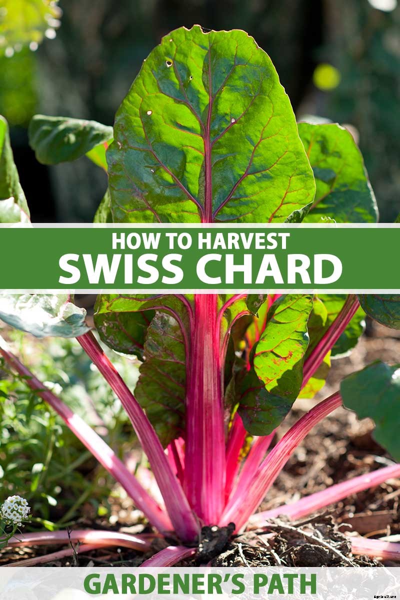 How to Harvest Swiss Chard