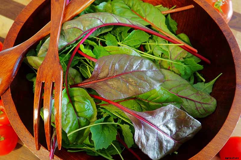 How to Harvest Swiss Chard