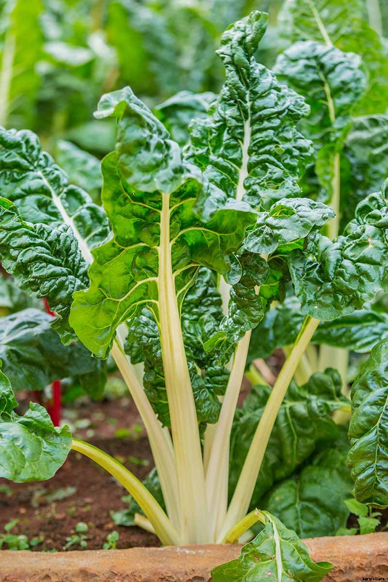 How to Harvest Swiss Chard