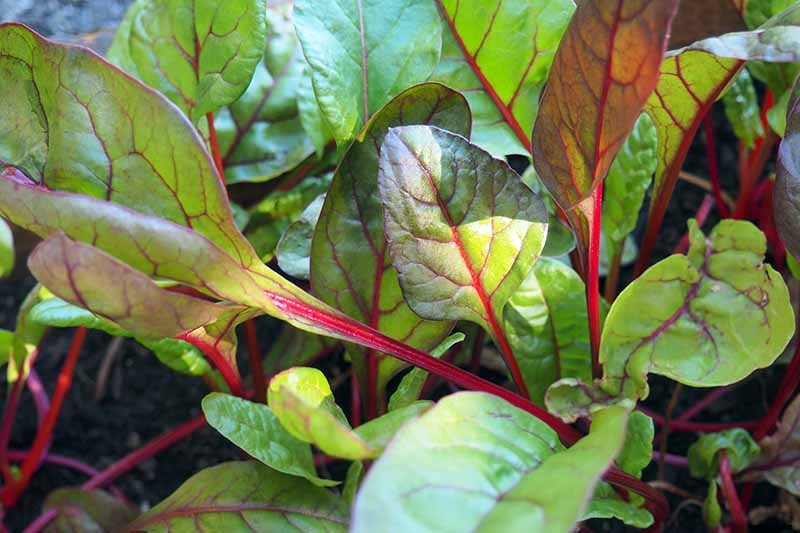 How to Harvest Swiss Chard