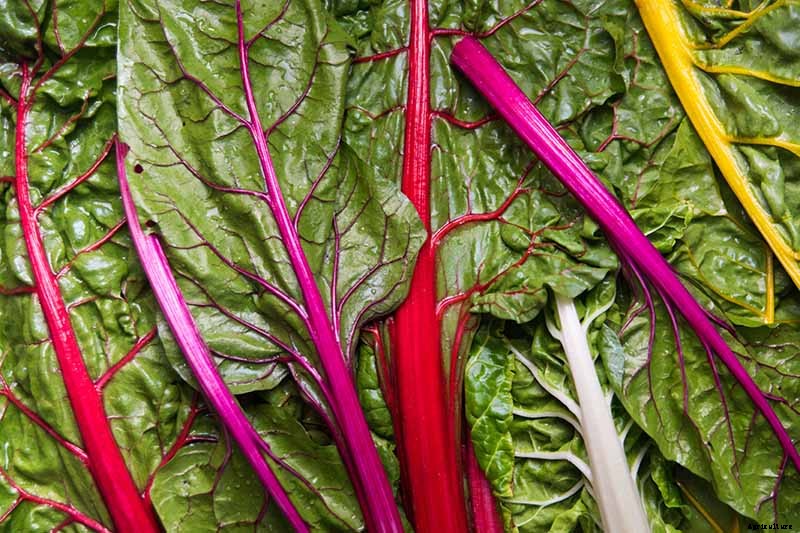 How to Harvest Swiss Chard