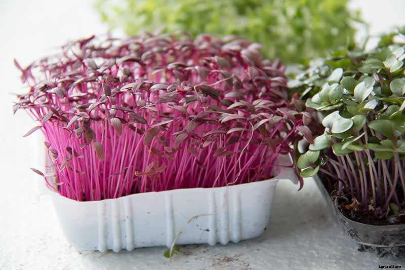 How to Harvest Swiss Chard