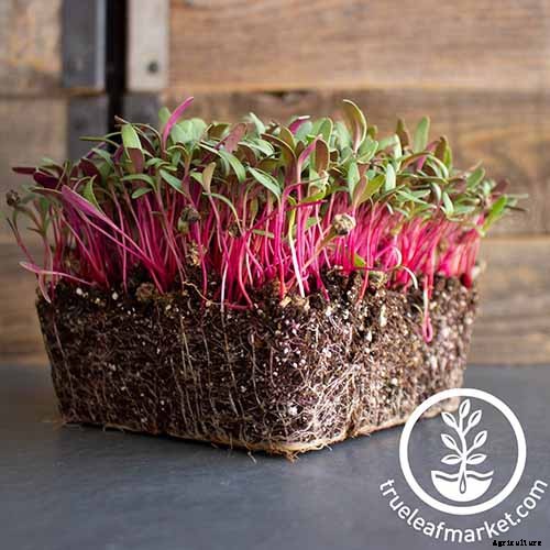 How to Harvest Swiss Chard