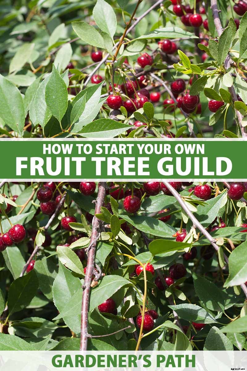 What Are Fruit Tree Guilds? Learn How to Start Your Own