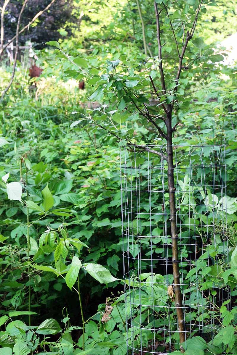 What Are Fruit Tree Guilds? Learn How to Start Your Own