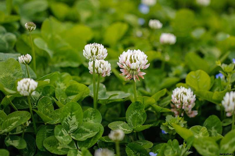 What Are Fruit Tree Guilds? Learn How to Start Your Own