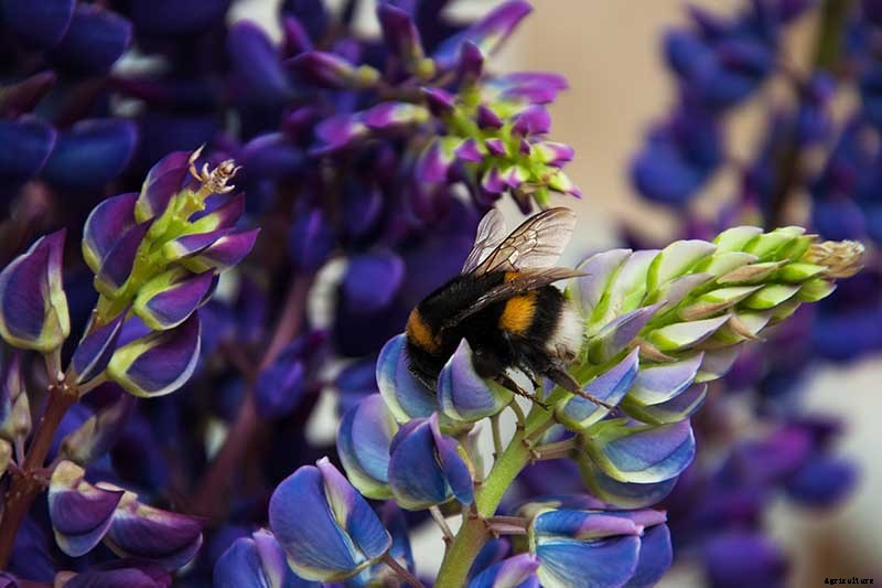 What Are Fruit Tree Guilds? Learn How to Start Your Own