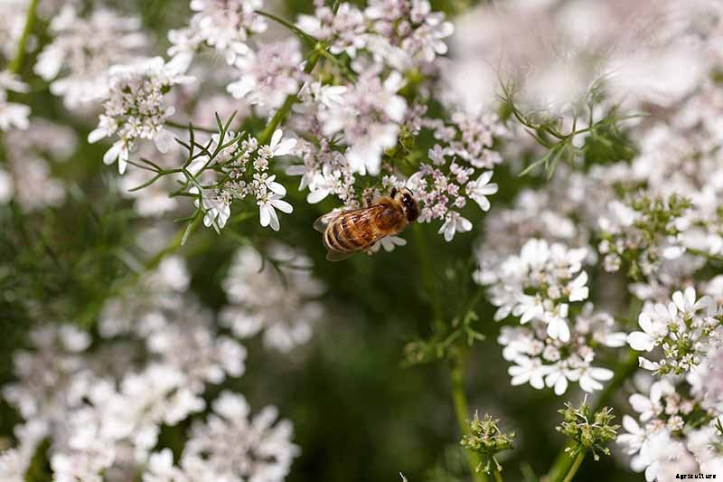 What Are Fruit Tree Guilds? Learn How to Start Your Own