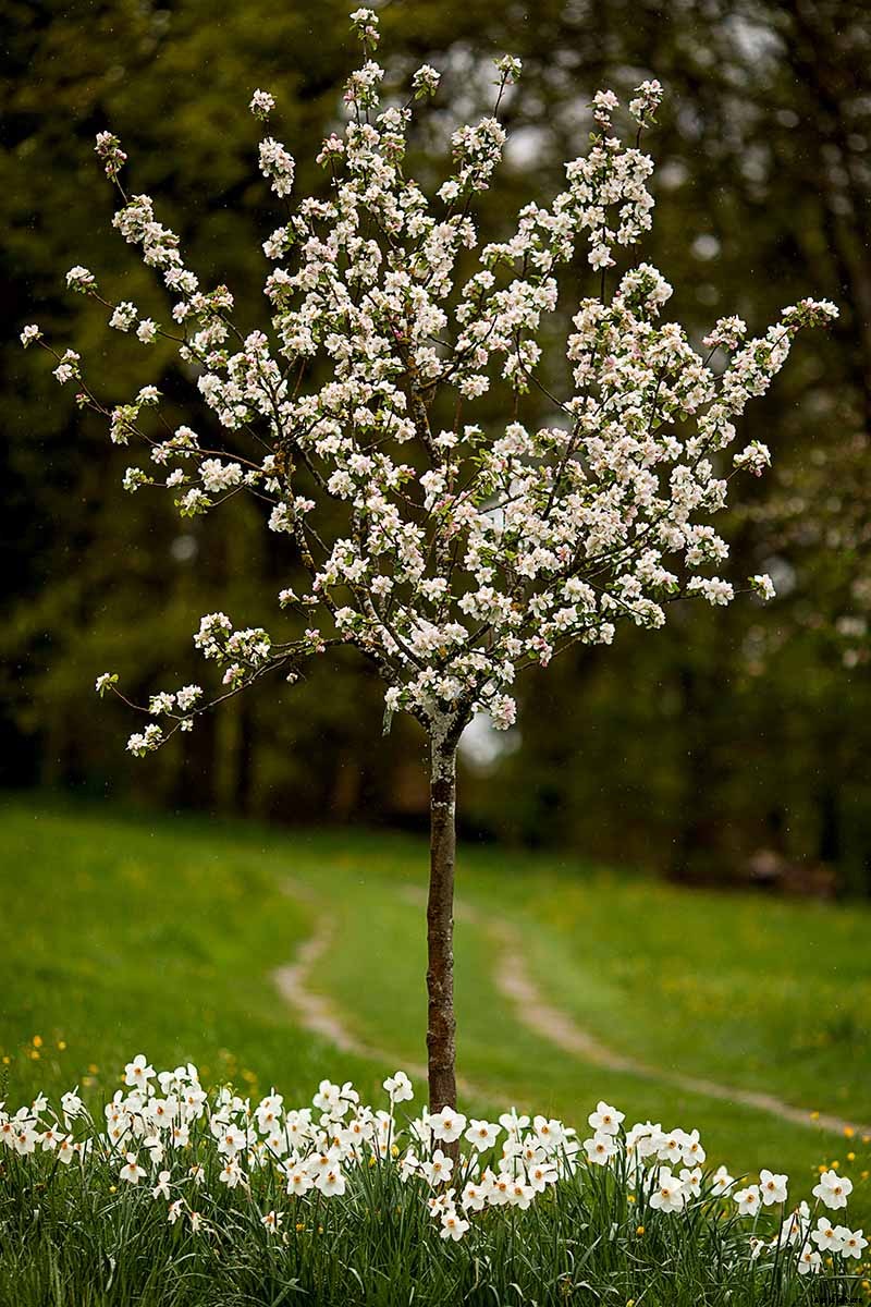 What Are Fruit Tree Guilds? Learn How to Start Your Own