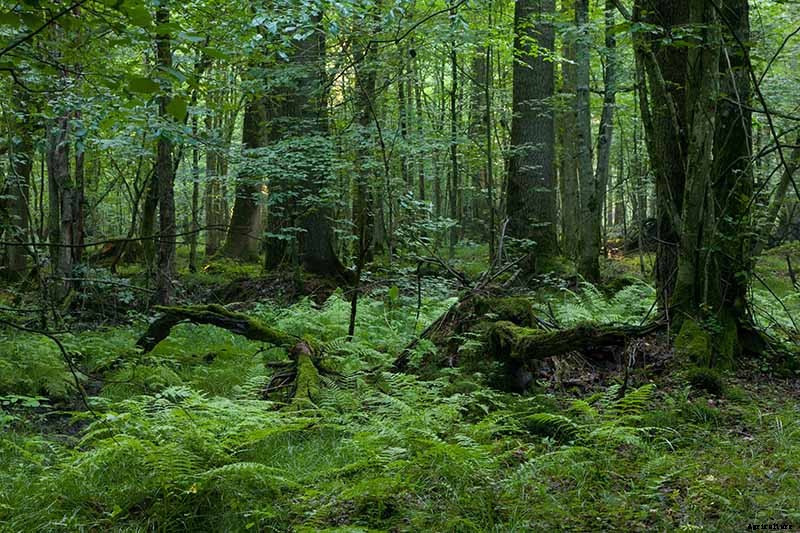 What Are Fruit Tree Guilds? Learn How to Start Your Own