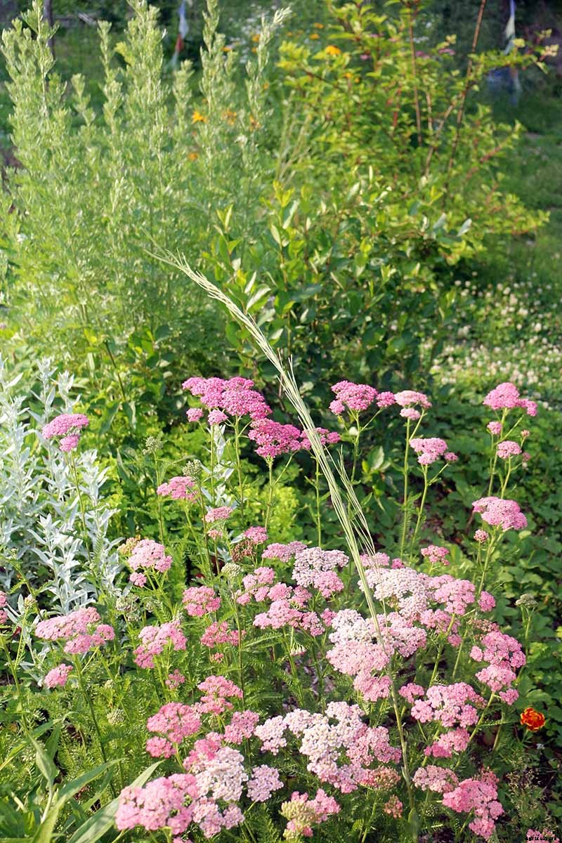 What Are Fruit Tree Guilds? Learn How to Start Your Own