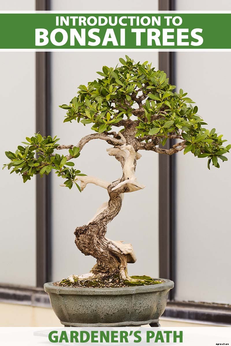 An Intro to Bonsai Trees: Information for the Beginner