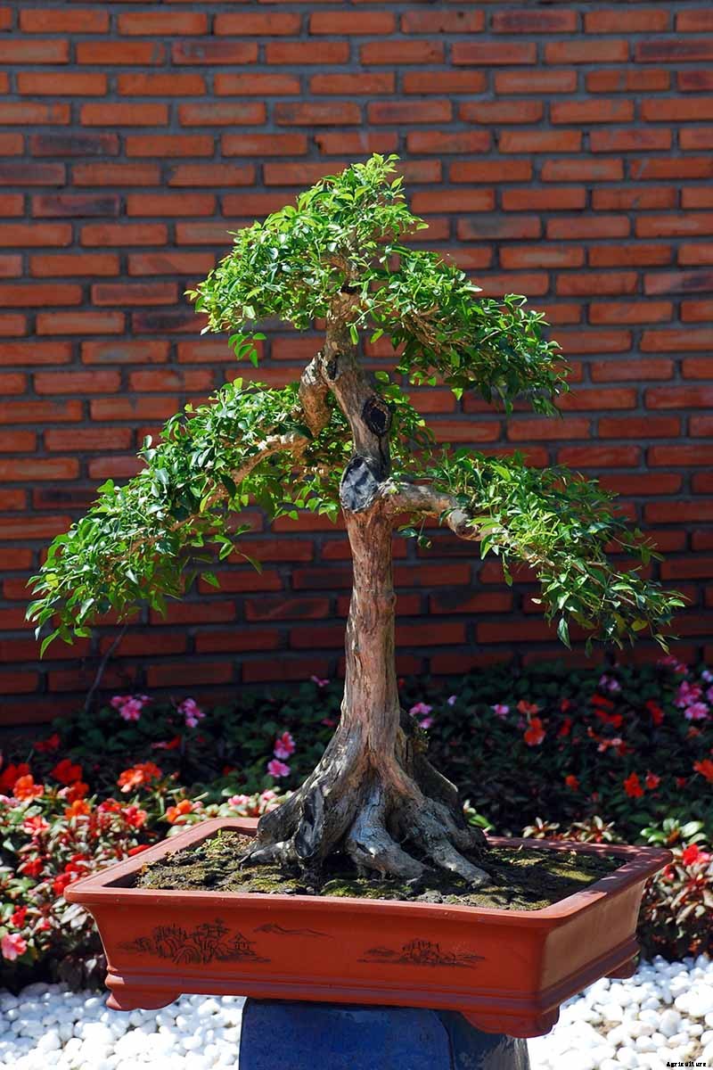 An Intro to Bonsai Trees: Information for the Beginner