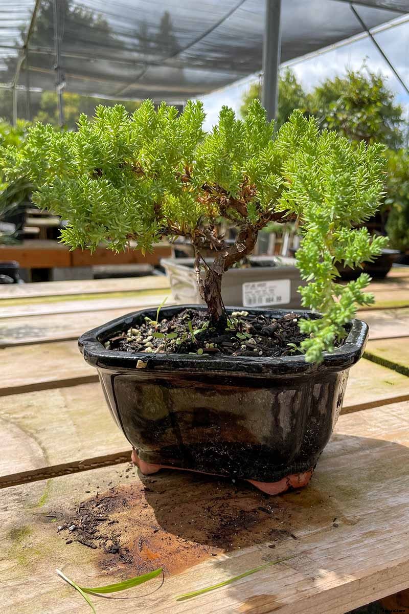An Intro to Bonsai Trees: Information for the Beginner