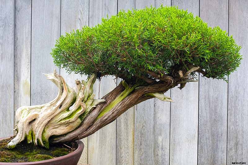 An Intro to Bonsai Trees: Information for the Beginner