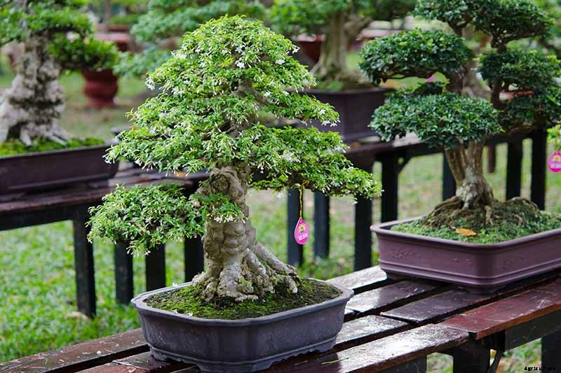 An Intro to Bonsai Trees: Information for the Beginner