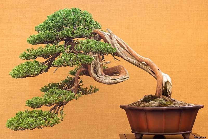 An Intro to Bonsai Trees: Information for the Beginner