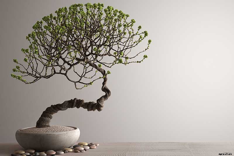 An Intro to Bonsai Trees: Information for the Beginner