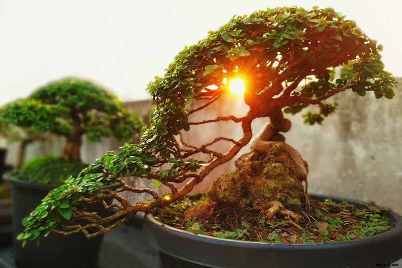 An Intro to Bonsai Trees: Information for the Beginner