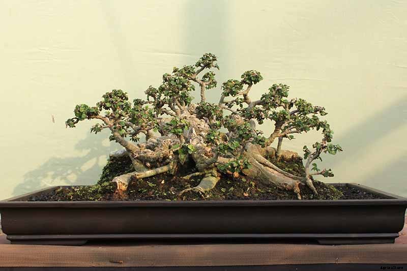 An Intro to Bonsai Trees: Information for the Beginner