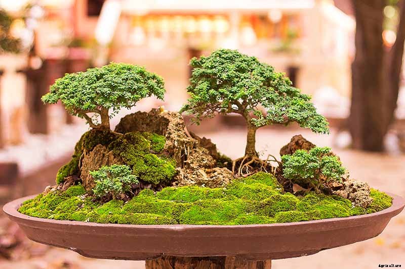 An Intro to Bonsai Trees: Information for the Beginner
