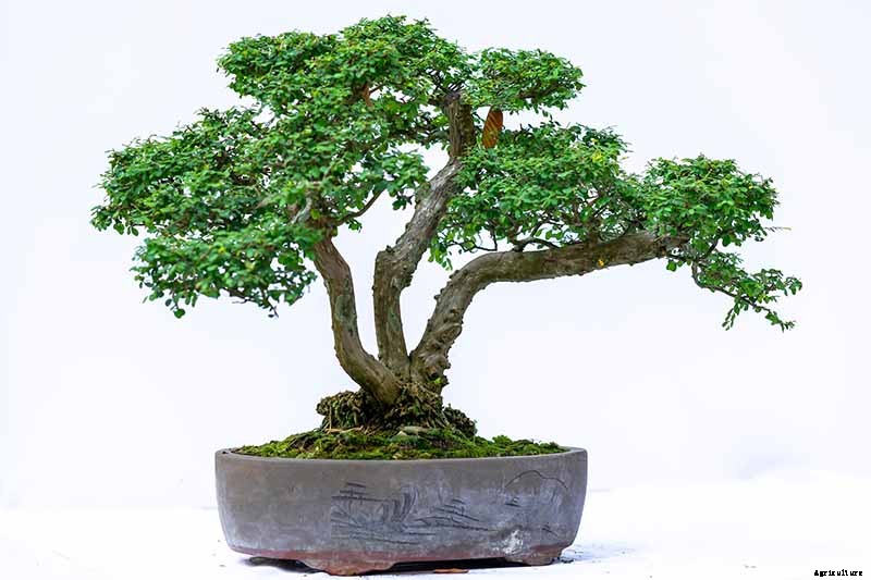 An Intro to Bonsai Trees: Information for the Beginner