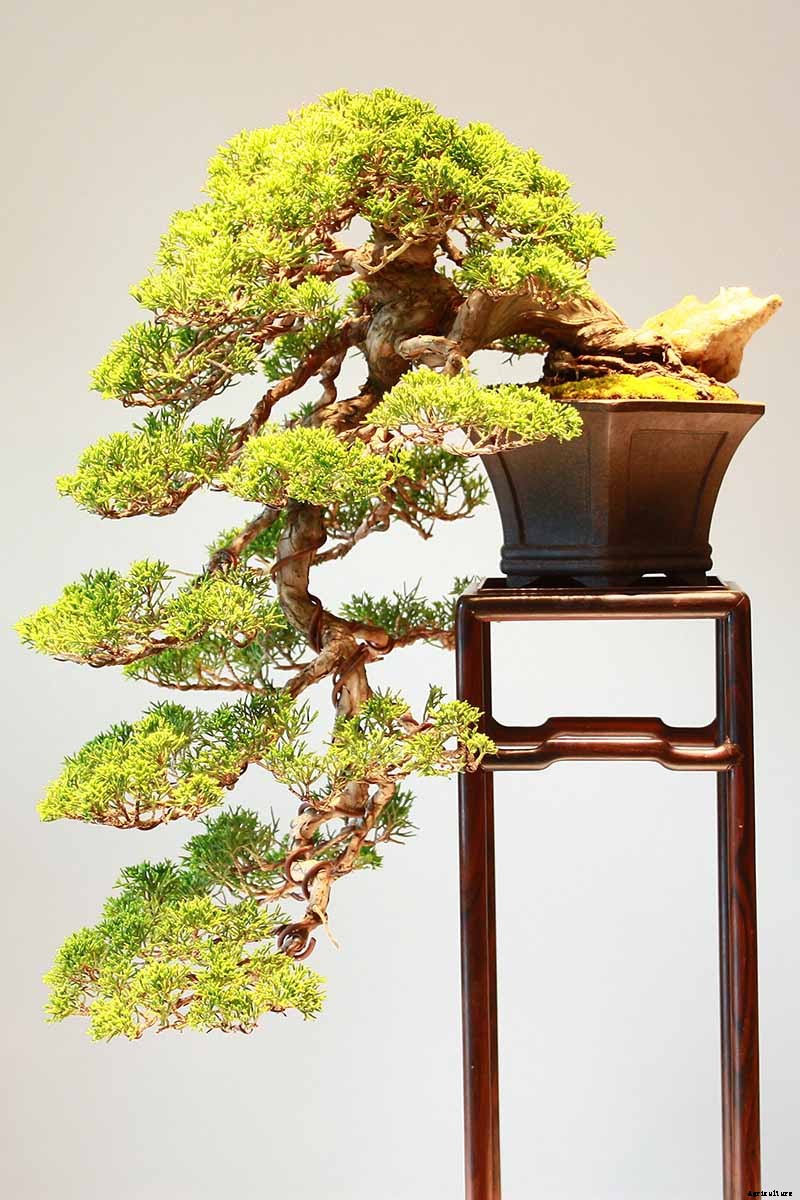 An Intro to Bonsai Trees: Information for the Beginner