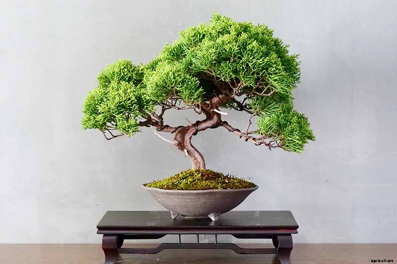 An Intro to Bonsai Trees: Information for the Beginner