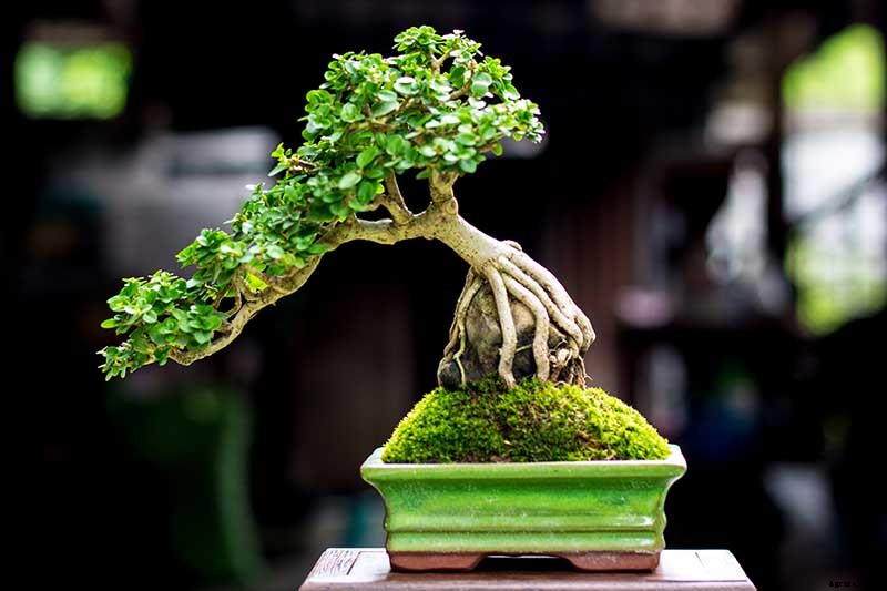 An Intro to Bonsai Trees: Information for the Beginner