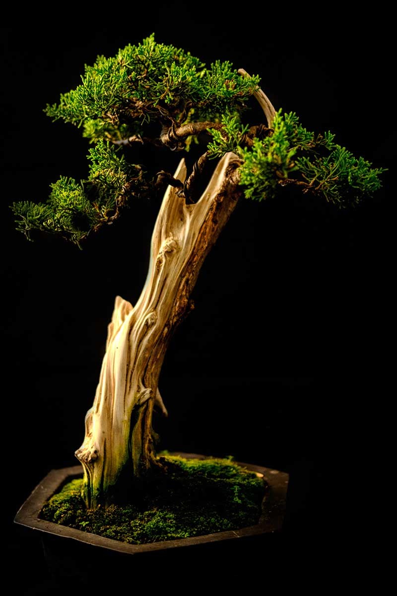 An Intro to Bonsai Trees: Information for the Beginner