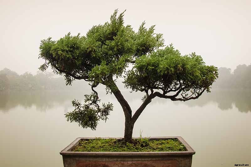 An Intro to Bonsai Trees: Information for the Beginner