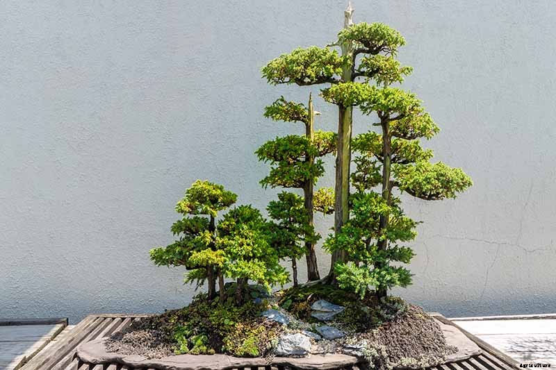 An Intro to Bonsai Trees: Information for the Beginner