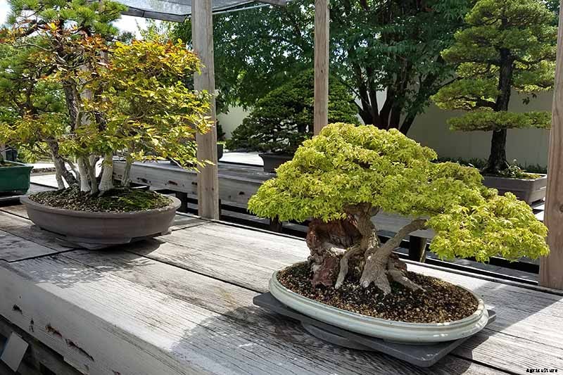An Intro to Bonsai Trees: Information for the Beginner