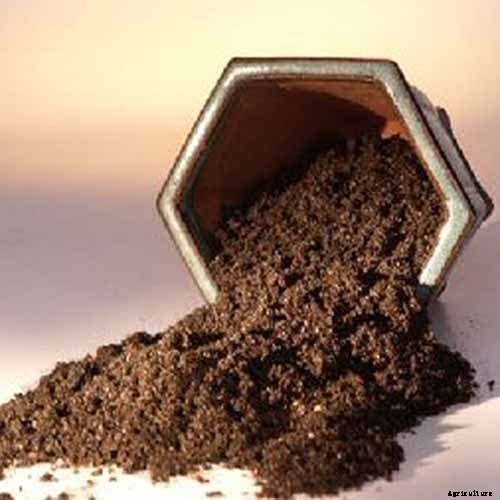 An Intro to Bonsai Trees: Information for the Beginner