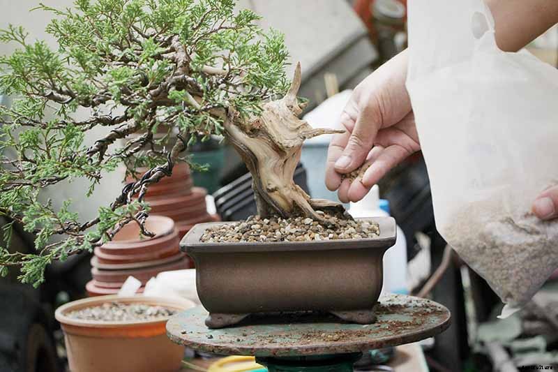 An Intro to Bonsai Trees: Information for the Beginner