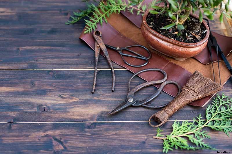 An Intro to Bonsai Trees: Information for the Beginner