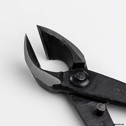 An Intro to Bonsai Trees: Information for the Beginner