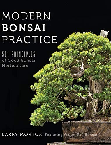 An Intro to Bonsai Trees: Information for the Beginner