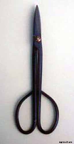 An Intro to Bonsai Trees: Information for the Beginner